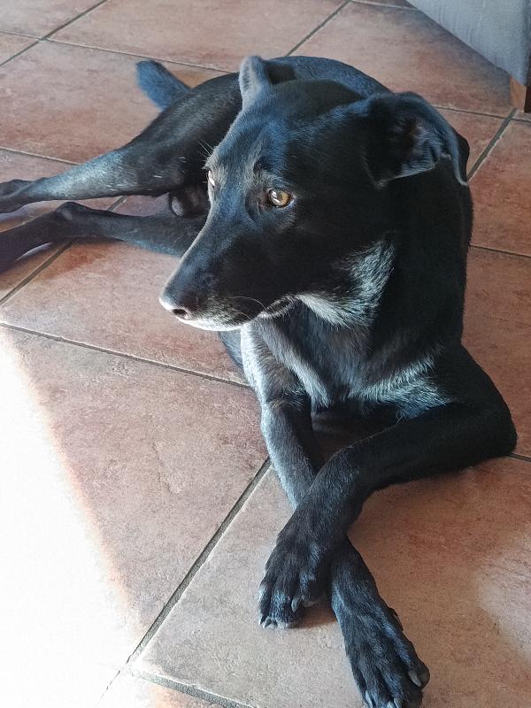 “Rames, il cucciolo salvato da Biagio: ora sogna una casa per sempre” Foto 12
